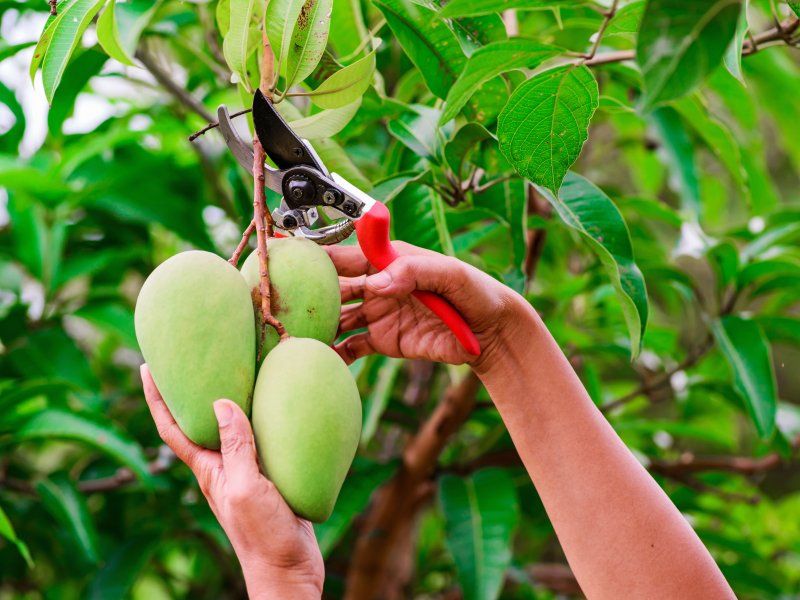 The mango supply chain